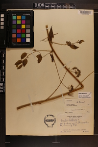 Smilax herbacea image