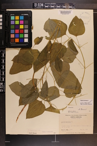 Smilax herbacea image