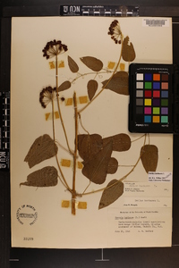 Smilax herbacea image