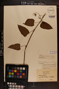 Smilax pulverulenta image