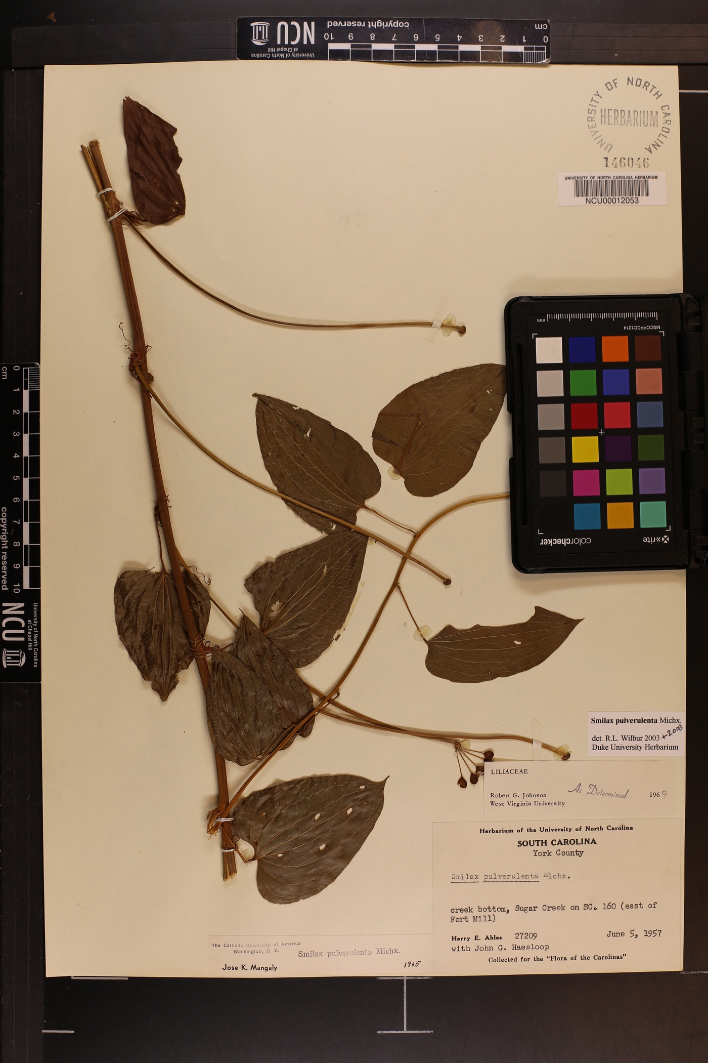 Smilax pulverulenta image