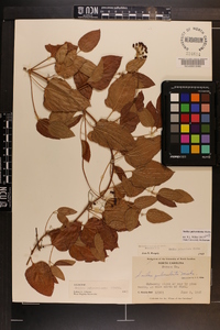 Smilax pulverulenta image