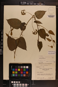 Smilax pulverulenta image