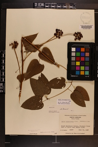 Smilax pulverulenta image