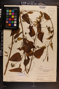 Smilax pulverulenta image