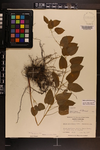 Smilax pulverulenta image