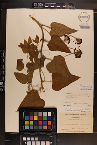 Smilax pulverulenta image