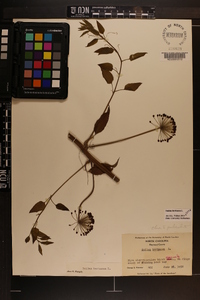 Smilax herbacea image