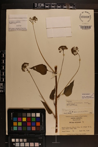 Smilax herbacea image