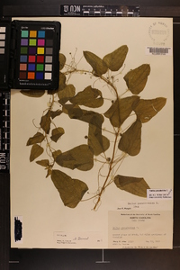 Smilax pseudo-china image