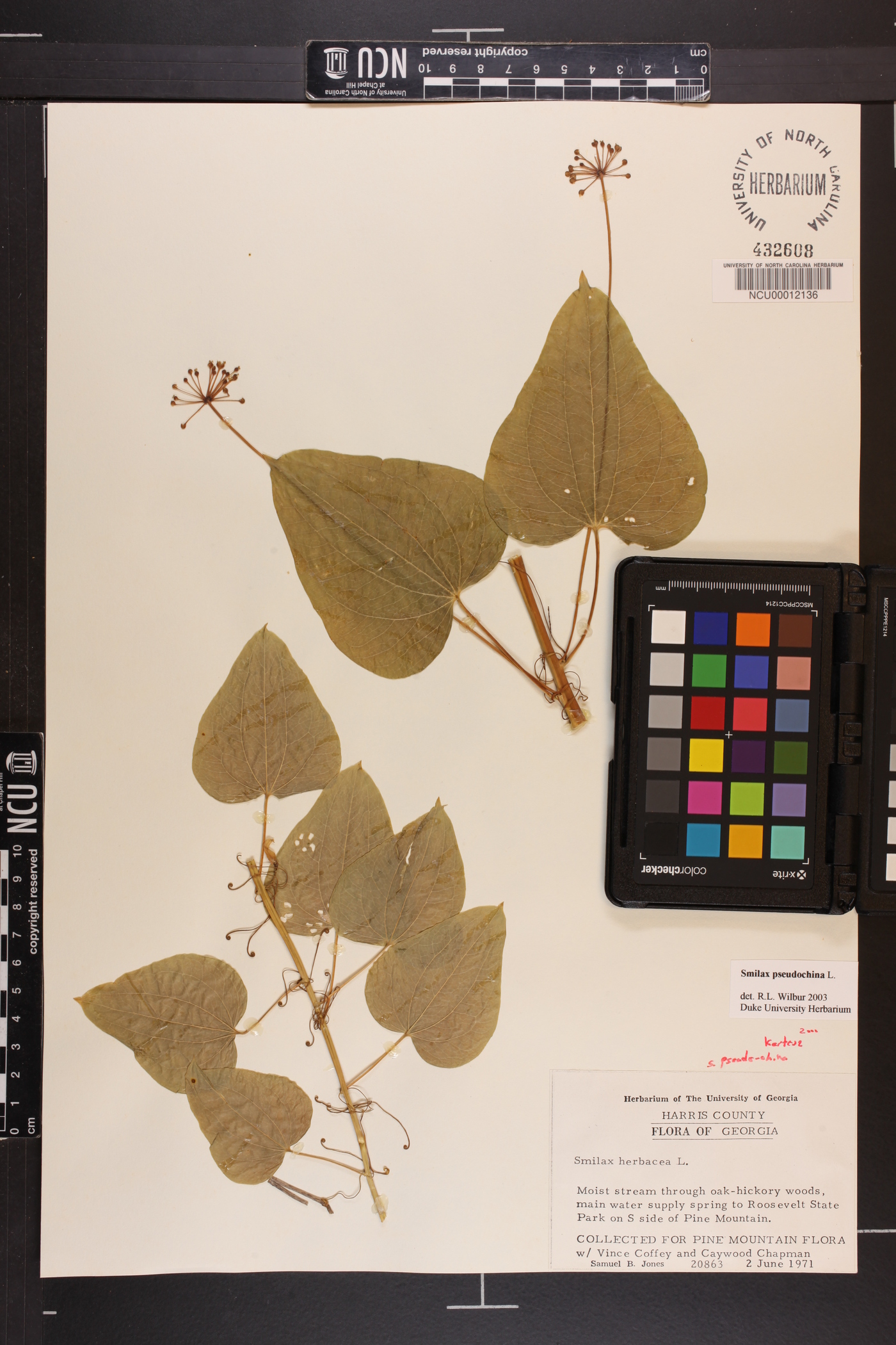 Smilax pseudochina image