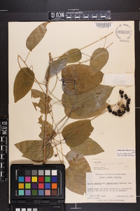 Smilax pulverulenta image