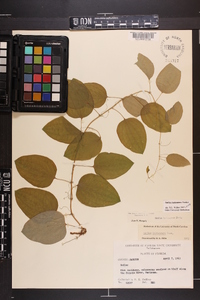 Smilax lasioneura image