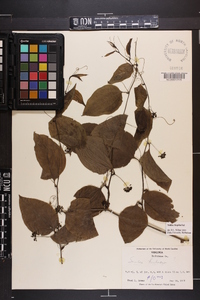 Smilax tamnoides image