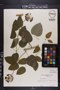 Smilax herbacea image