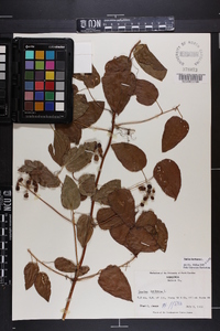 Smilax herbacea image