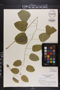 Smilax herbacea image