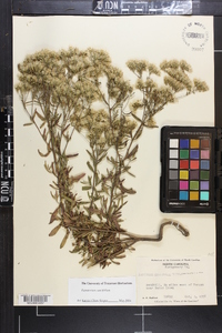 Eupatorium cuneifolium image