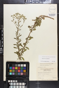 Eupatorium cuneifolium image