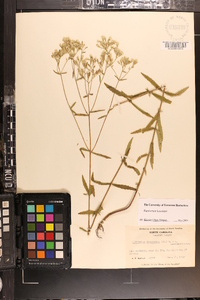 Eupatorium leucolepis image