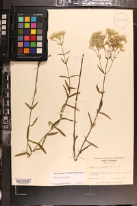 Eupatorium leucolepis image