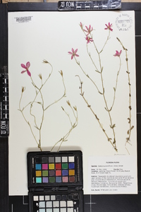 Sabatia grandiflora image