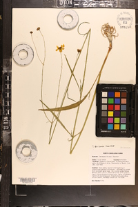 Coreopsis falcata image