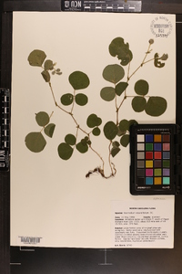 Desmodium rotundifolium image