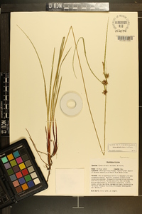 Carex elliottii image