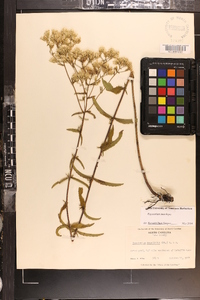 Eupatorium leucolepis image