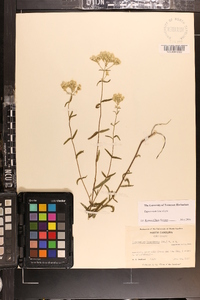 Eupatorium leucolepis image