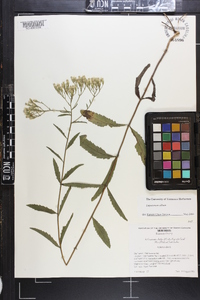 Eupatorium album image