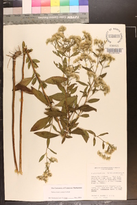 Eupatorium semiserratum image