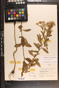 Eupatorium semiserratum image