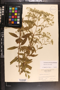 Eupatorium semiserratum image