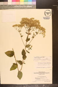 Eupatorium pubescens image