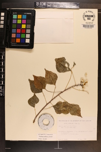 Sapium sebiferum image