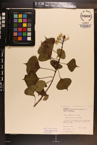 Triadica sebifera image