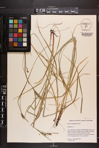 Carex corrugata image