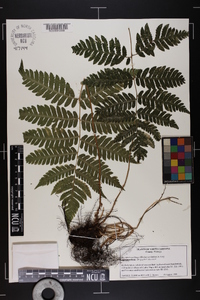 Dryopteris goldieana image