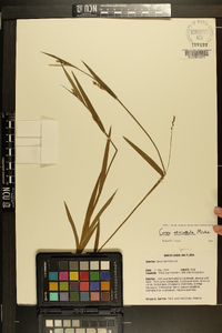 Carex striatula image