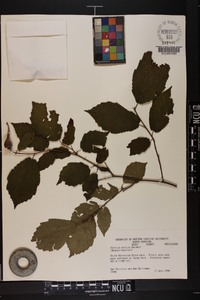 Corylus cornuta image