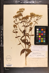 Eupatorium album image