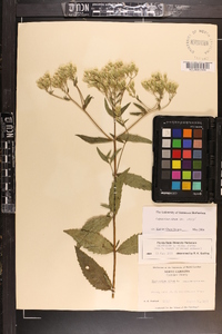 Eupatorium album image