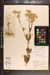 Eupatorium album image