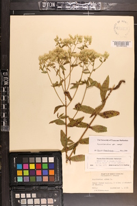 Eupatorium album image