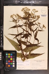 Eupatorium sessilifolium image