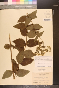 Eupatorium pubescens image