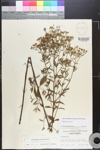 Eupatorium mohrii image