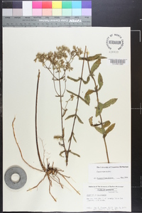 Eupatorium mohrii image